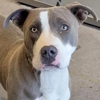 An adult medium-sized male Gray / Blue / Silver Mixed Breed dog named Jason for adoption in Las Cruces, NM