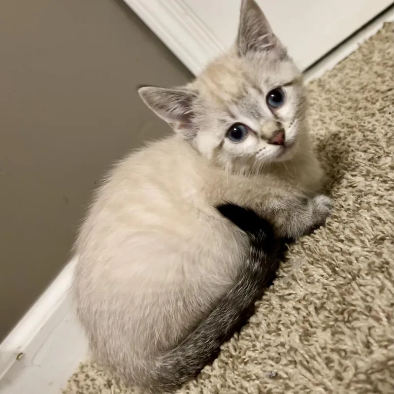 A baby small-sized female Domestic Short Hair cat named DosiDo for adoption in Evansville, IN