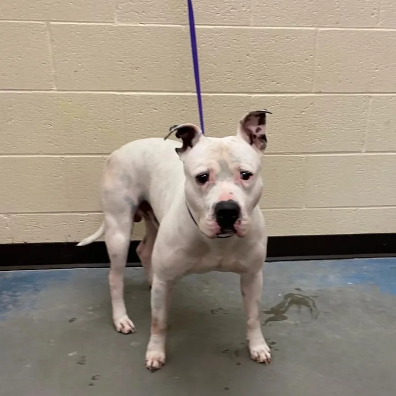 An adult large-sized male White / Cream Mixed Breed dog named Wake for adoption in Memphis, TN