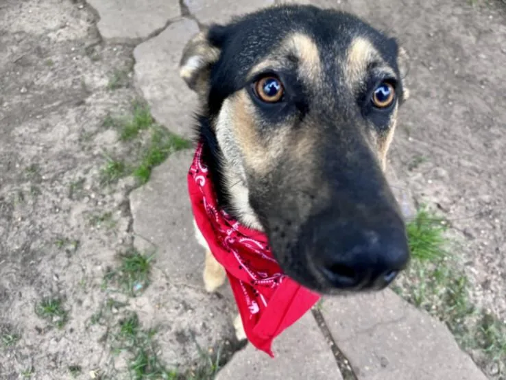 A young medium-sized male German Shepherd Dog dog named Buono for adoption in Houston, TX