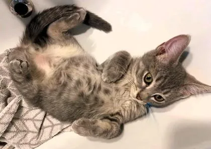 A baby small-sized male Gray / Blue / Silver Domestic Short Hair cat named Rye for adoption in Kansas City, MO