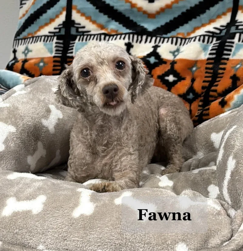 Fawna