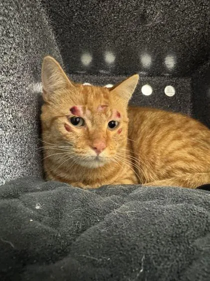 An adult small-sized female Domestic Short Hair cat named Mahogany for adoption in Sevierville, TN