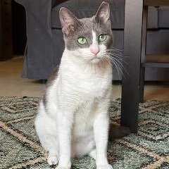 A young medium-sized female Gray & White Domestic Short Hair cat named Jade for adoption in Waltham, MA