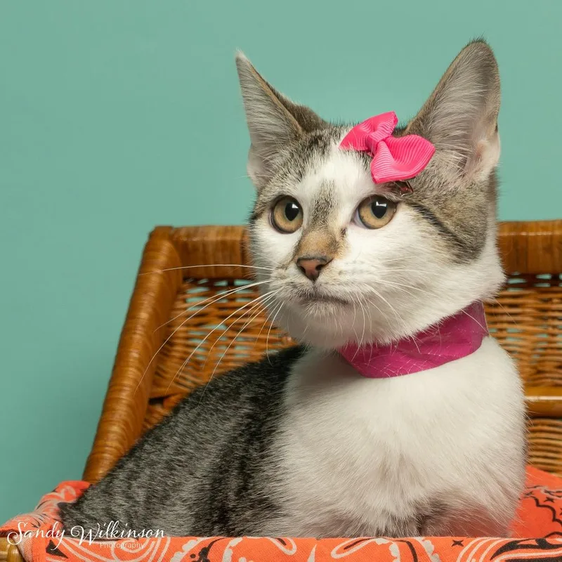 A young medium-sized female Domestic Medium Hair cat named Sophia for adoption in Tipton, IN