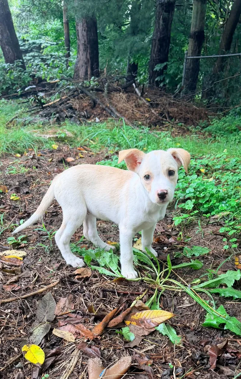A baby medium-sized female Labrador Retriever dog named Stella for adoption in Grand Rapids, MI