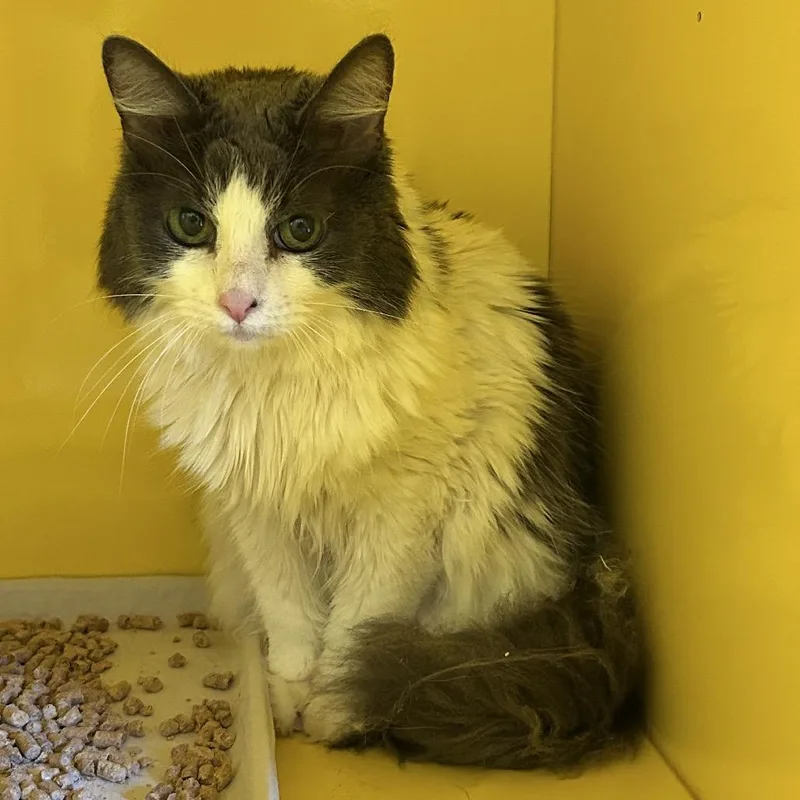 A senior medium-sized female Domestic Long Hair cat named Sweet Pea for adoption in Abilene, TX
