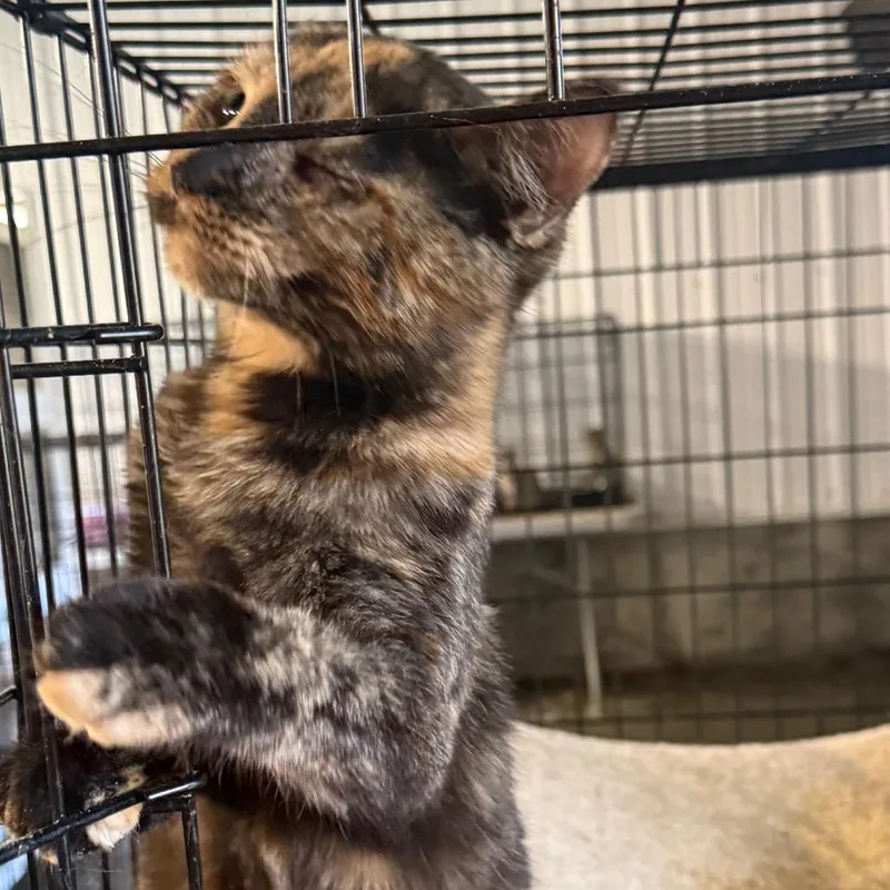 A young small-sized female Tortoiseshell Domestic Short Hair cat named Vision for adoption in Granby, MO