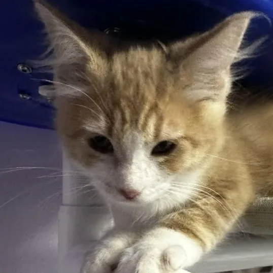 A baby medium-sized male Tabby (Orange / Red) Tabby cat named Beaker Sweet Purrsonality for adoption in Hoquiam, WA