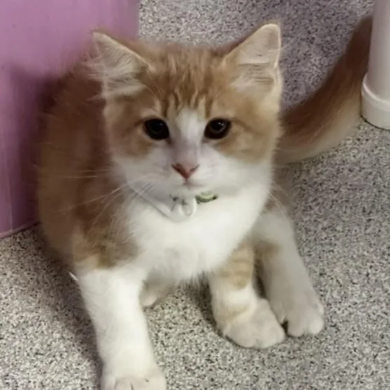 Beaker  Sweet Purrsonality thumbnail 2
