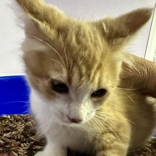 Beaker  Sweet Purrsonality thumbnail 3