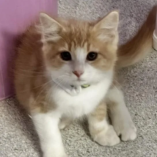 Beaker  Sweet Purrsonality thumbnail 4