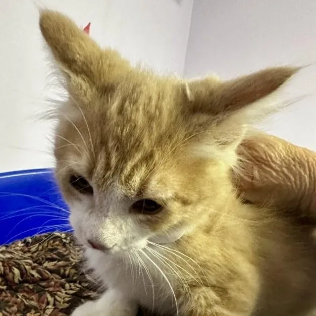 Beaker  Sweet Purrsonality thumbnail 5