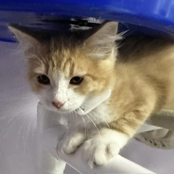 Beaker  Sweet Purrsonality thumbnail 6