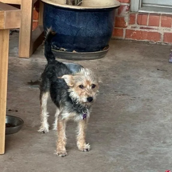 An adult small-sized female Yorkshire Terrier dog named Lizzie for adoption in Edmond, OK