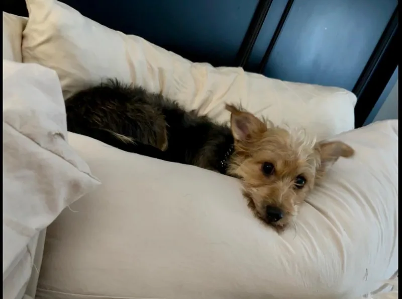 Lizzie thumbnail 2