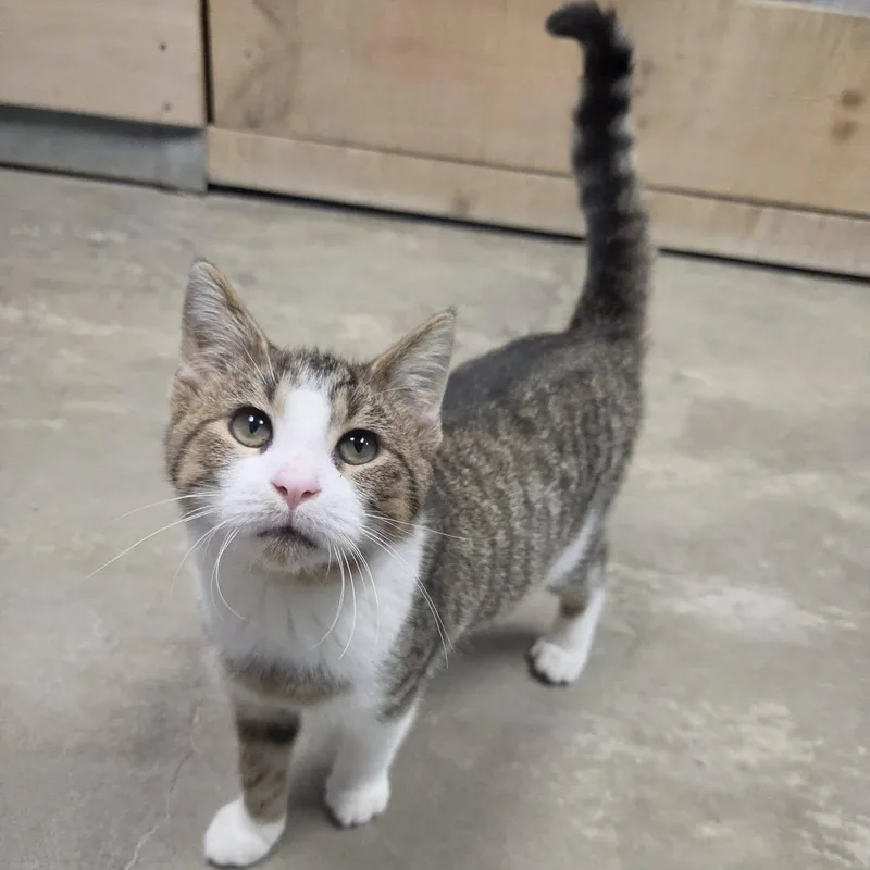 A young medium-sized male Tabby (Brown / Chocolate) Domestic Short Hair cat named A.j.r. for adoption in Chilton, WI