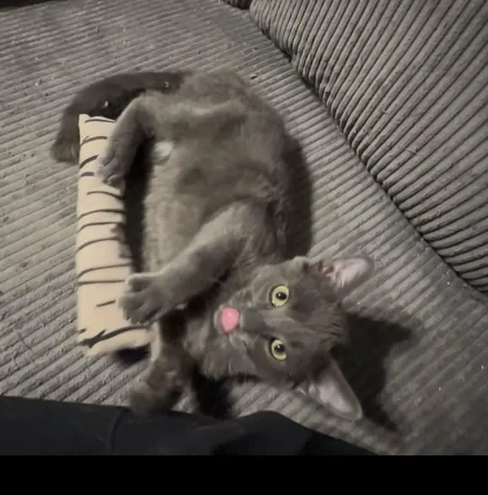 Jarvis thumbnail 2