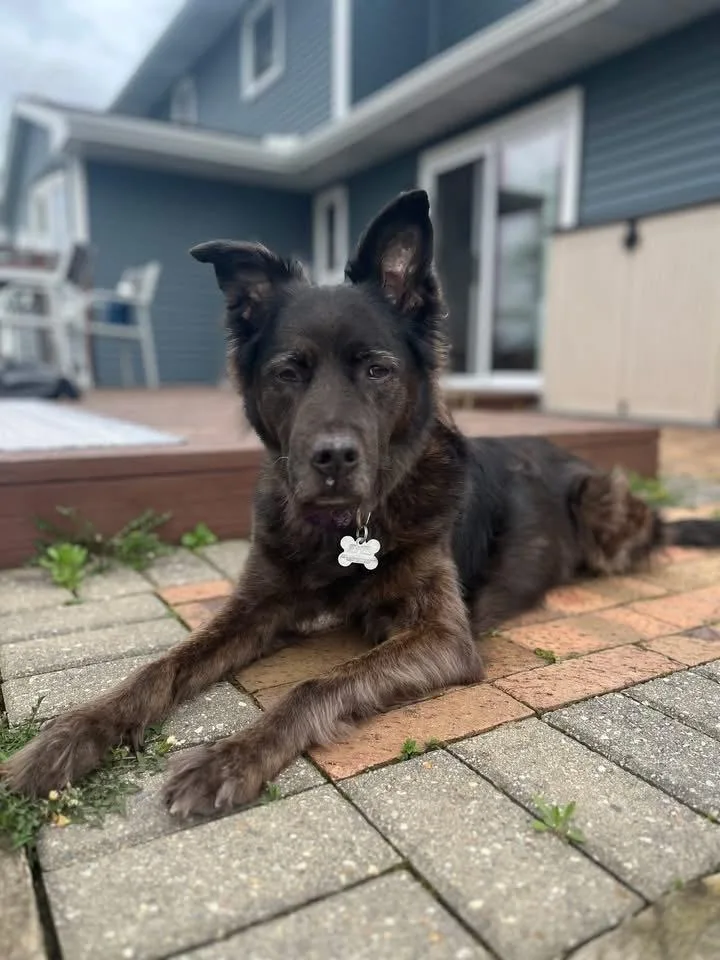 A senior medium-sized female Tricolor (Brown, Black, & White) Labrador Retriever dog named Katydid for adoption in Grove City, OH