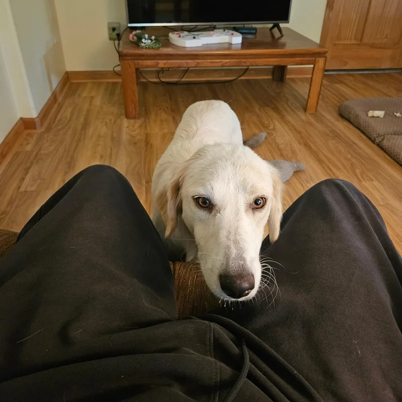 A young medium-sized female Apricot / Beige Golden Retriever dog named Sally for adoption in Tunica, MS