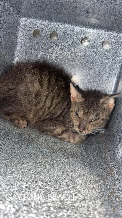 A young medium-sized male Domestic Short Hair cat named Olive Oil for adoption in Daytona Beach, FL