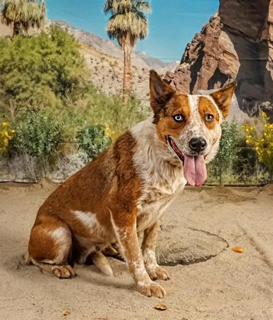 A young medium-sized female Australian Cattle Dog / Blue Heeler dog named Muriel for adoption in Thousand Palms, CA