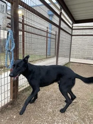 An adult large-sized male Labrador Retriever dog named Albus for adoption in Fort Worth, TX