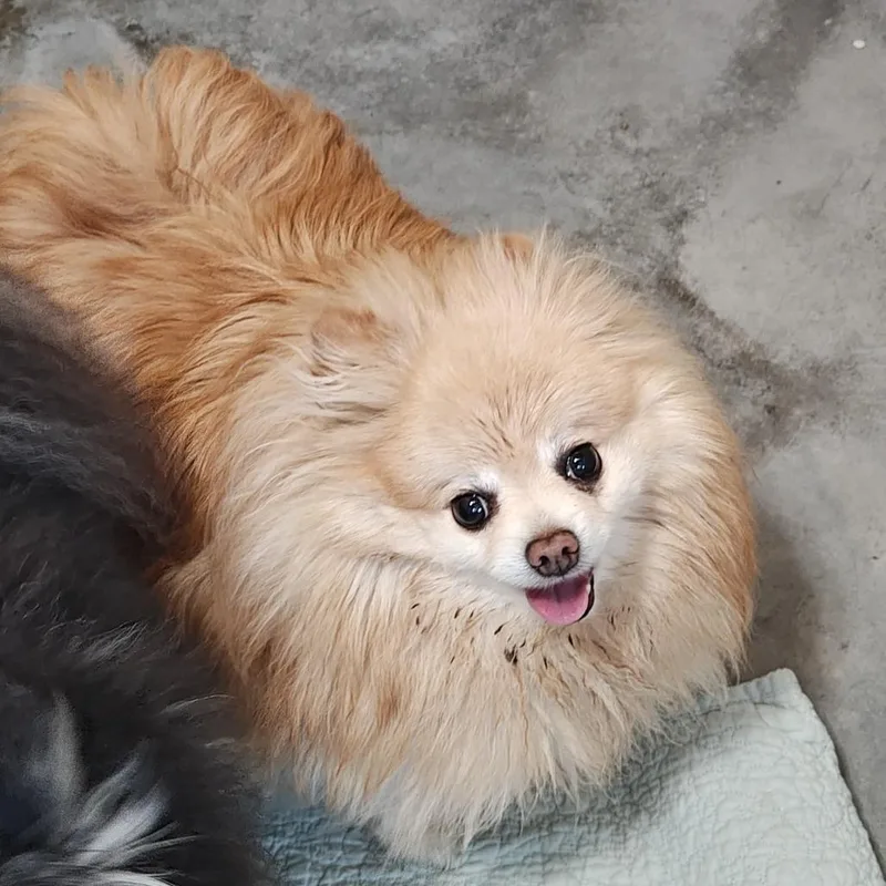 Mr. Snuggles