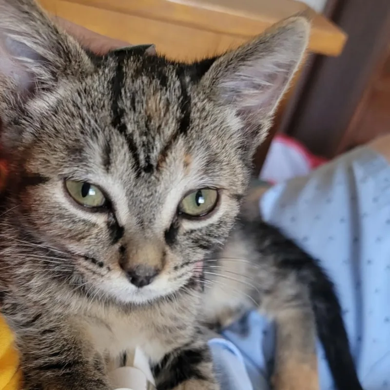 A baby small-sized female Brown / Chocolate Domestic Short Hair cat named Angel for adoption in Santa Rosa, CA