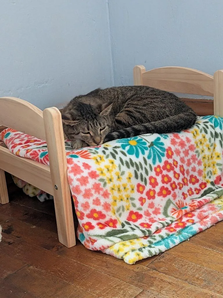 A young medium-sized female Domestic Short Hair cat named Lizzie  Flynt  for adoption in Minneapolis, MN