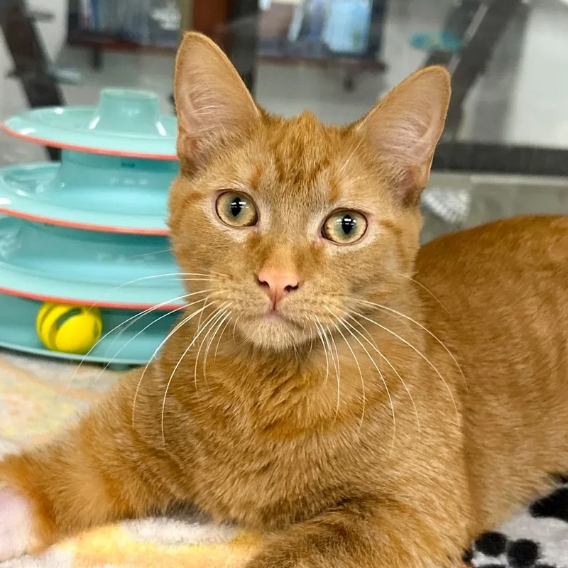 A young large-sized male Domestic Short Hair cat named Victor for adoption in West Palm Beach, FL
