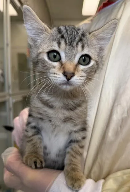 A baby small-sized female Domestic Short Hair cat named Piggy for adoption in Bellevue, WA