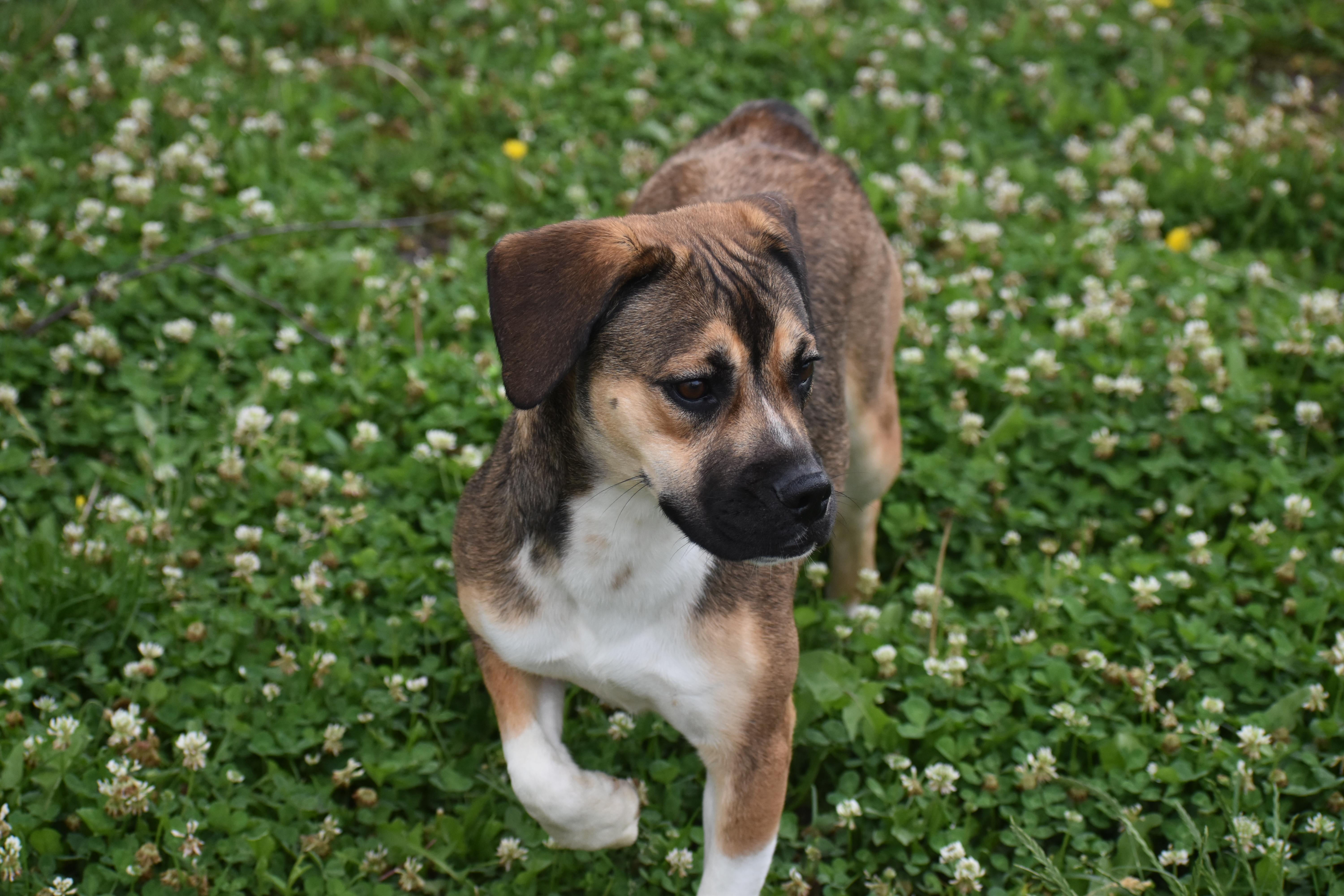 A young medium-sized female Boxer dog named Fern for adoption in Auburn, NE