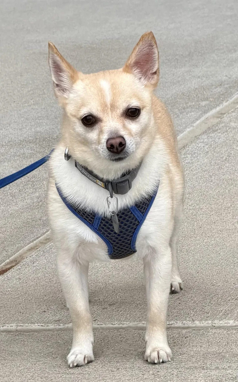 A young small-sized male Chihuahua dog named Oscar for adoption in Munford, TN