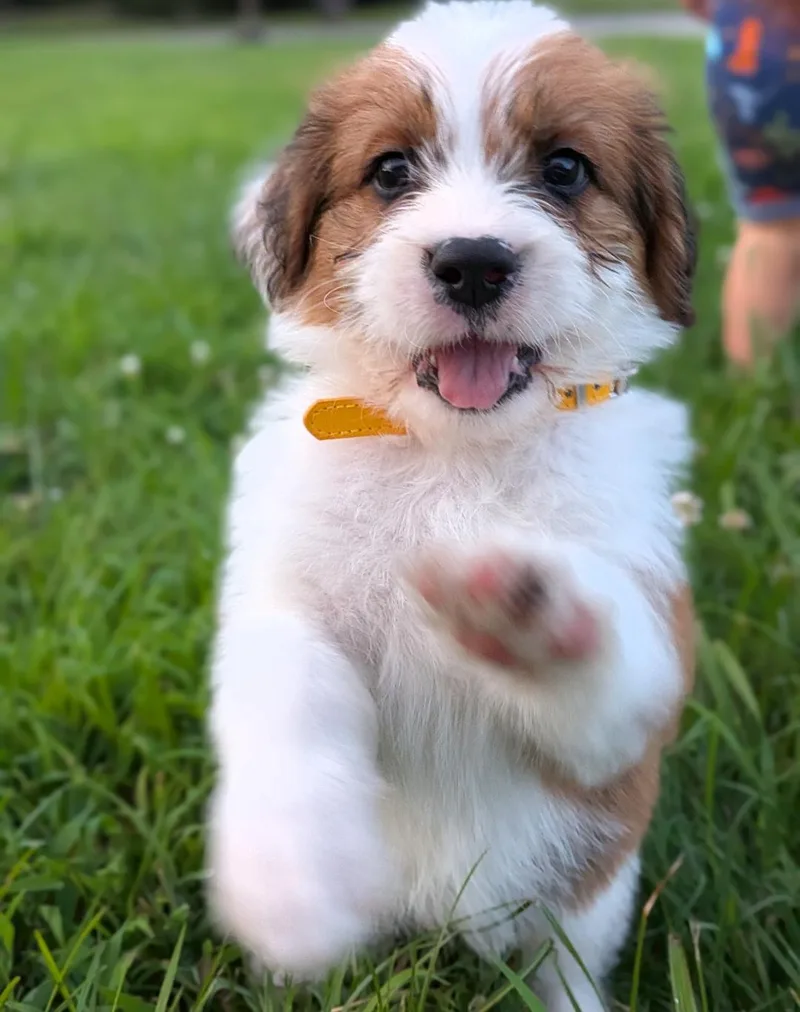 A baby large-sized male Bicolor Sheepadoodle dog named Scotch for adoption in Spring hill, TN