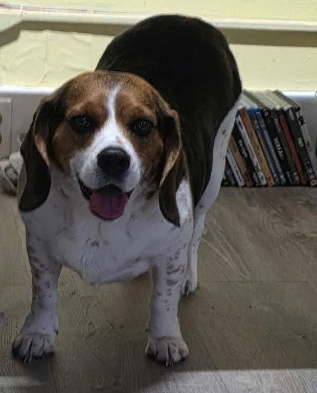 An adult medium-sized male Beagle dog named Briggs for adoption in Cuba, NY