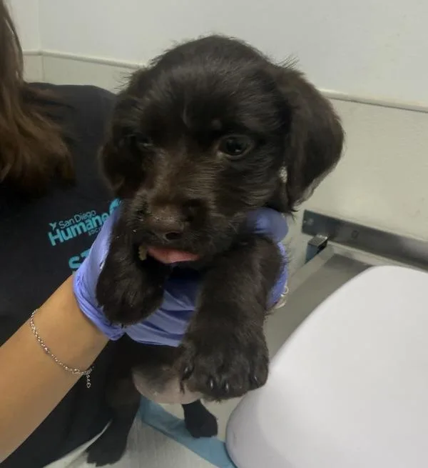 A young small-sized female Labrador Retriever dog named Brownie for adoption in El Cajon, CA