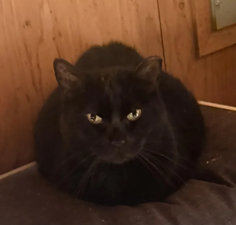A senior medium-sized female Black Domestic Short Hair cat named Ms Nina for adoption in Dunnigan, CA