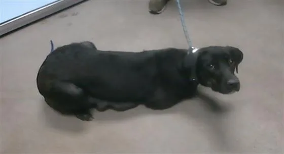 An adult large-sized female Labrador Retriever dog named Preciosa for adoption in Phoenix, AZ
