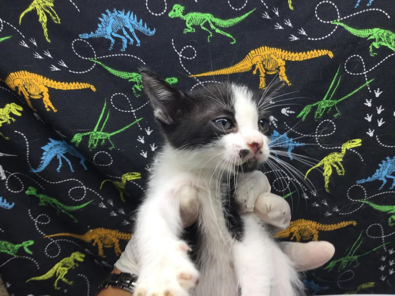 A baby small-sized male Domestic Short Hair cat named Thomas for adoption in Riverside, CA