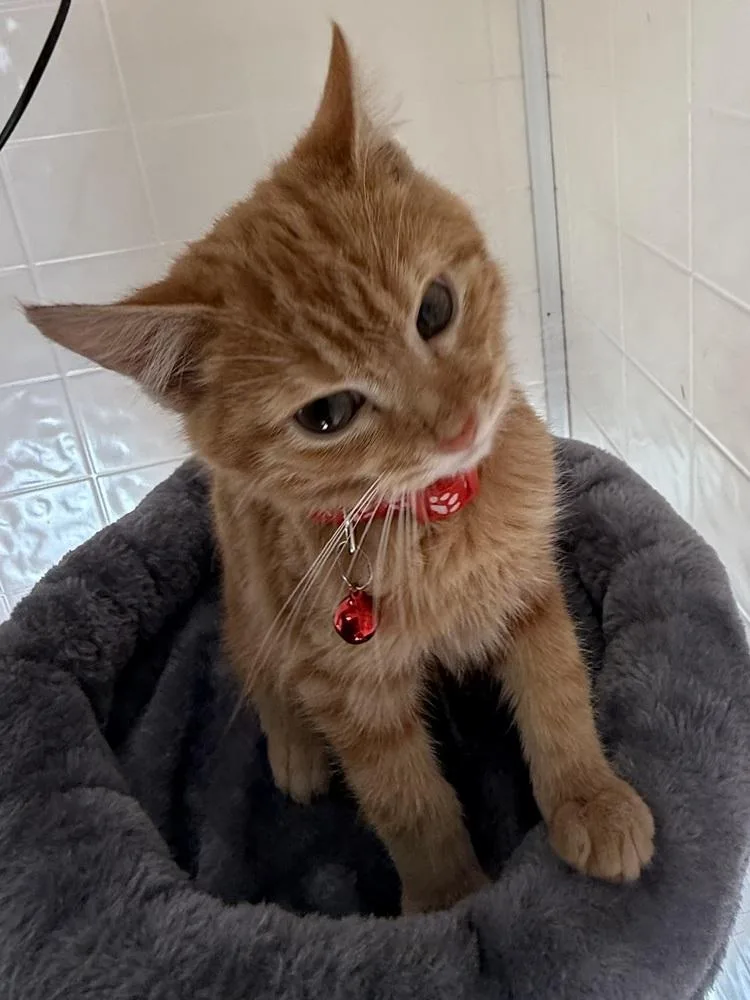 A baby small-sized male Tabby (Orange / Red) Domestic Short Hair cat named The Walters : Cole for adoption in Osgood, IN