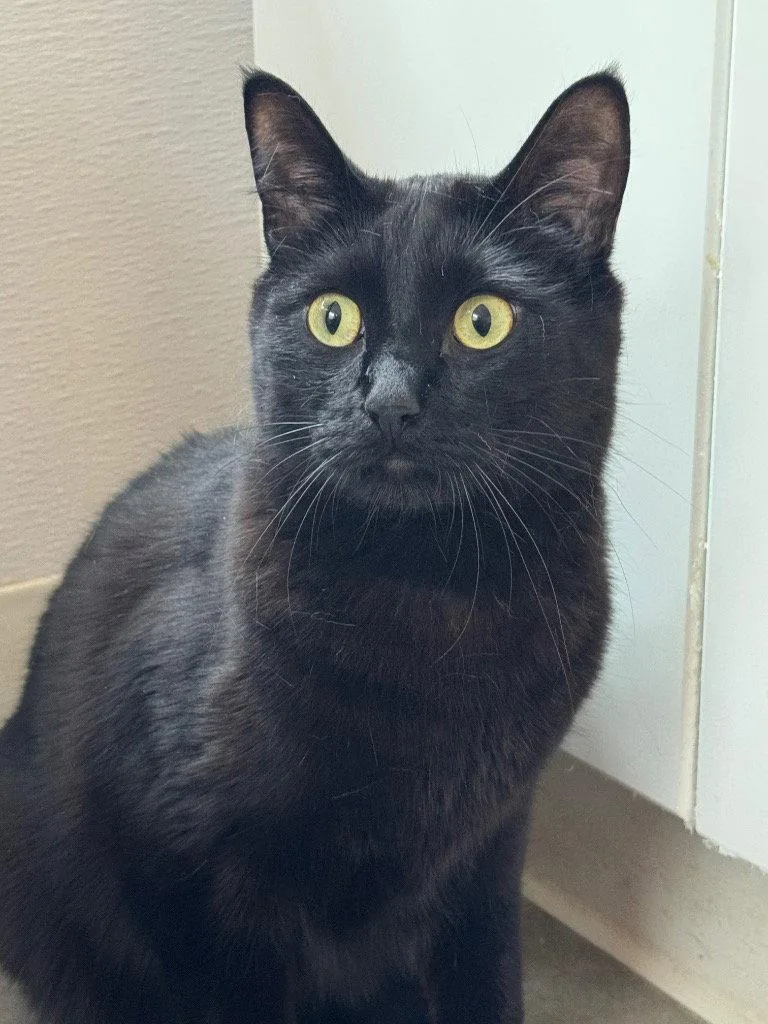 Loki