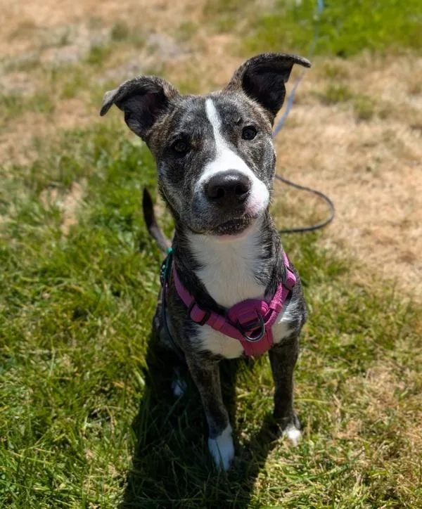 A young medium-sized female Pit Bull Terrier dog named Gemini for adoption in Santa Rosa, CA
