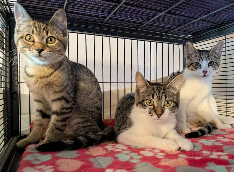 A baby medium-sized male Domestic Short Hair cat named Hemlock for adoption in Shelton, WA