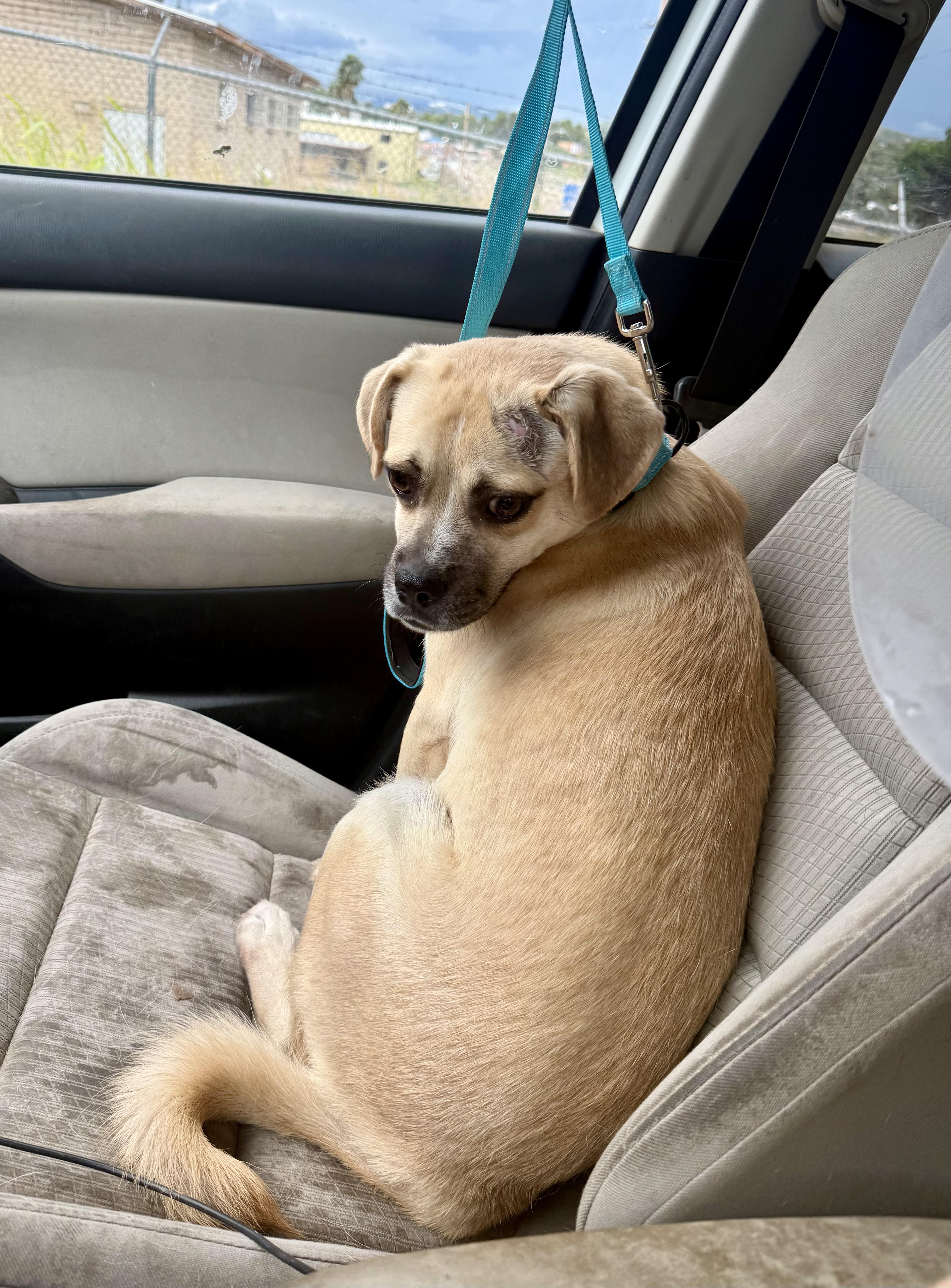 An adult medium-sized male Pug dog named Nacho for adoption in Tucson, AZ