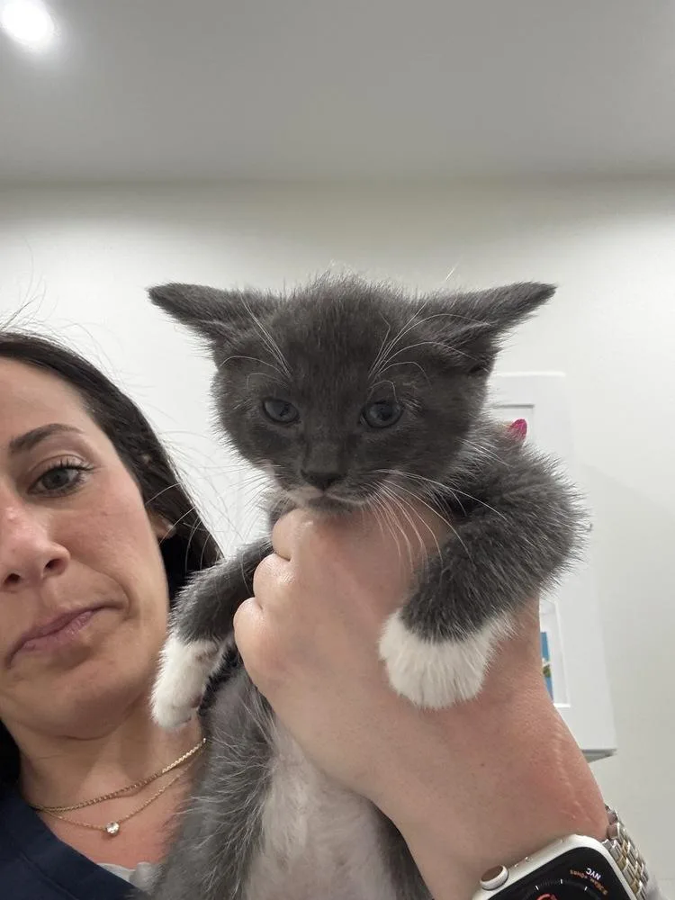 A baby small-sized female Gray / Blue / Silver Domestic Short Hair cat named Blair for adoption in Brewster , NY