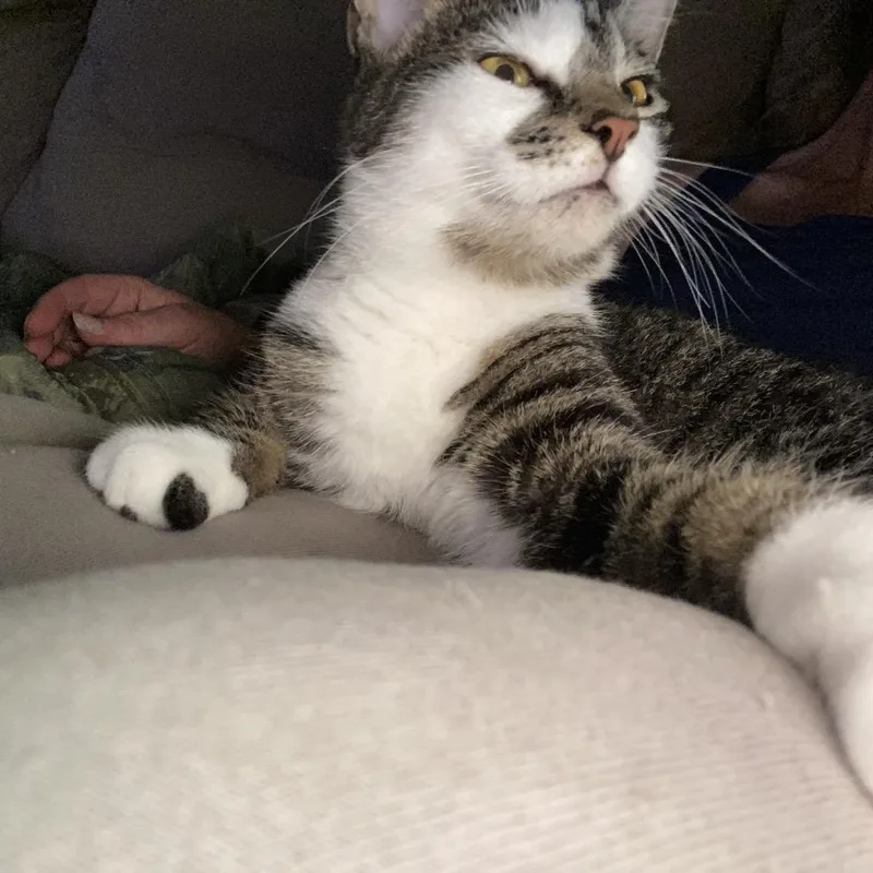A young medium-sized female Gray / Blue / Silver Domestic Short Hair cat named Wendy for adoption in Union, MO