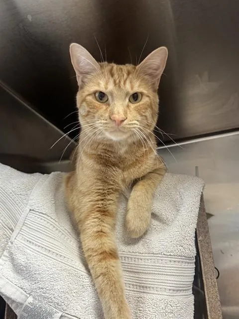 A young small-sized male Domestic Short Hair cat named Tinker for adoption in San Jose, CA