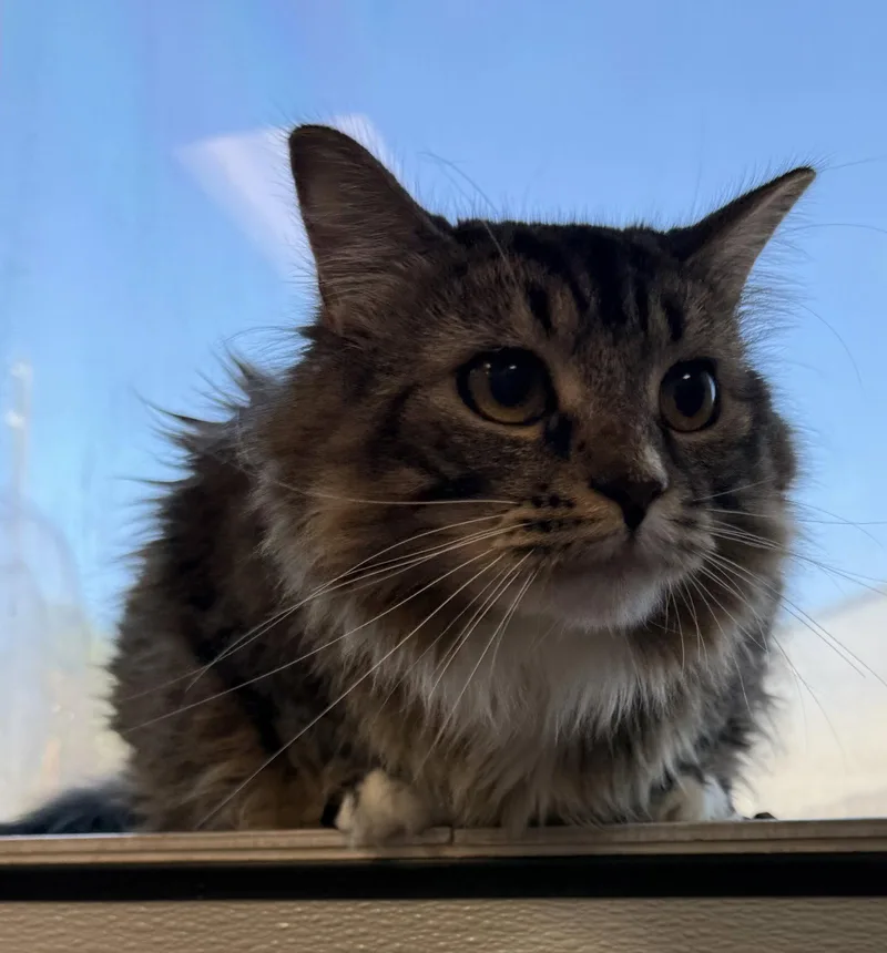 A young medium-sized female Domestic Medium Hair cat named Coraline for adoption in Sanford, FL