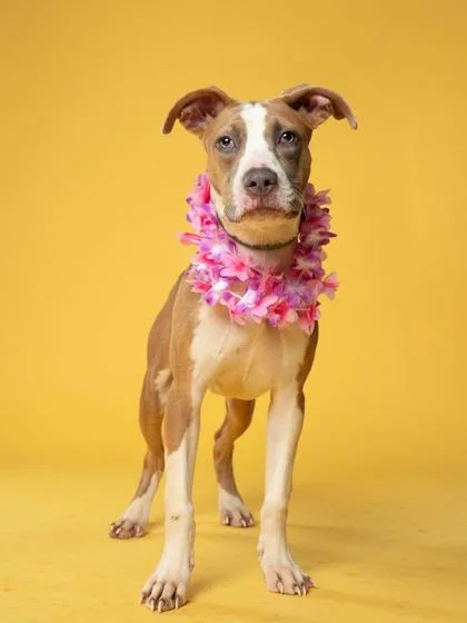A young medium-sized female Mixed Breed dog named DeeDee for adoption in Atlanta, GA